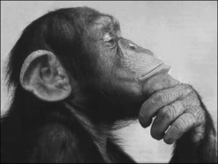 macaco-pensando